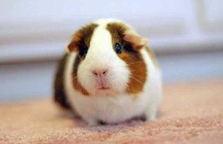 荷兰猪可以吃凉瓜吗视频,荷兰猪适宜食用凉瓜的探索与实证