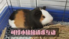 荷兰猪可以吃凉瓜吗视频,荷兰猪适宜食用凉瓜的探索与实证