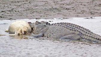 小鳄鱼吃哈密瓜的视频,哈密瓜盛宴萌态十足