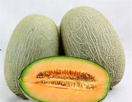 小鳄鱼吃哈密瓜的视频,哈密瓜盛宴萌态十足