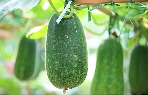 吃瓜不如切瓜视频,夏日清凉——揭秘“吃瓜不如切瓜”视频的趣味魅力