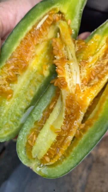 吃蛇瓜的小视频大全集,小视频大全集带你领略独特风味