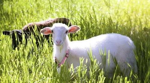 羊可以吃玉瓜吗视频教学,揭秘羊可以吃玉瓜的秘密