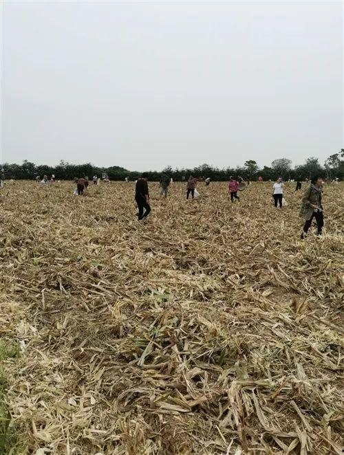 邓州赵河吃瓜事件视频,一场引发热议的网络风波