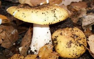 吃瓜爆料黑料蘑菇视频大全下载,吃瓜爆料黑料蘑菇视频大全下载全解析