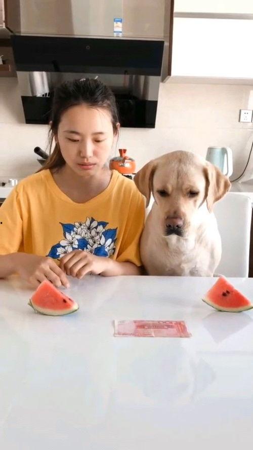 吃瓜比赛视频网站下载,揭秘吃瓜比赛视频网站下载背后的精彩瞬间