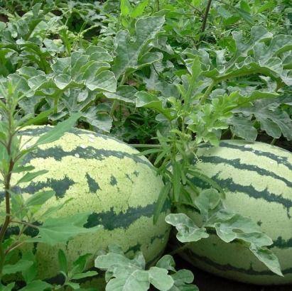 菏泽市吃瓜视频,揭秘当地美食文化盛宴