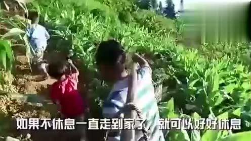 请大王吃瓜视频,揭秘宫廷中的趣味瓜果盛宴