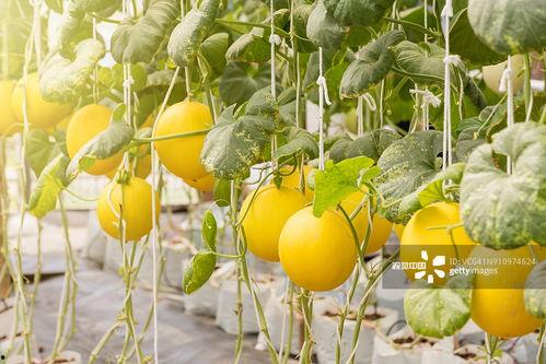 唐朝吃反季瓜视频,唐朝反季瓜的奇妙之旅