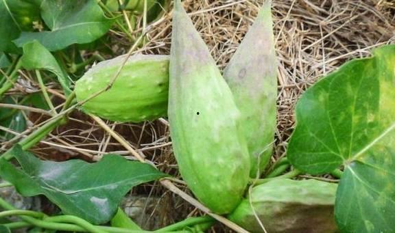 老瓜瓢怎么吃能治病视频,家常食材的治病良方