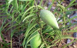 老瓜瓢怎么吃能治病视频,家常食材的治病良方