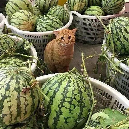 世茂吃瓜视频在哪看,揭秘热门视频观看途径