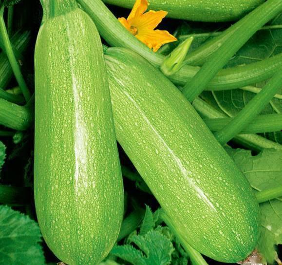 小孩吃白瓜视频大全,白瓜视频大全趣味盘点