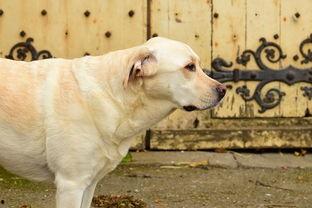 太迪犬可以吃土瓜吗视频,揭秘宠物饮食安全之谜