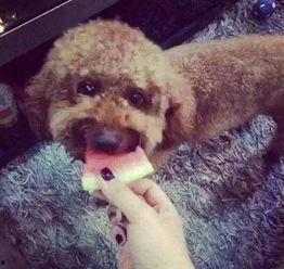 太迪犬可以吃土瓜吗视频,揭秘宠物饮食安全之谜
