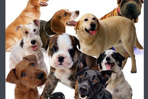 太迪犬可以吃土瓜吗视频,揭秘宠物饮食安全之谜