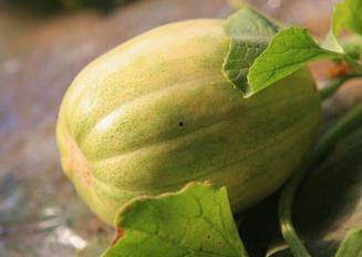 水田里的田瓜可以吃吗视频,水田里的美味佳肴，揭秘可食用田瓜的秘密