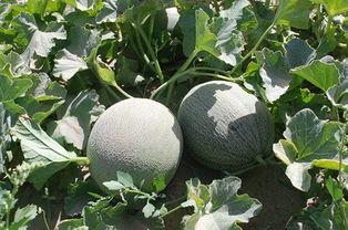 水田里的田瓜可以吃吗视频,水田里的美味佳肴，揭秘可食用田瓜的秘密