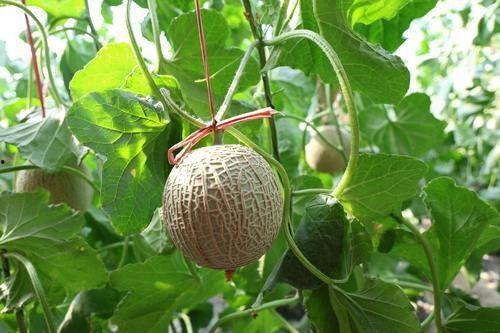 水田里的田瓜可以吃吗视频,水田里的美味佳肴，揭秘可食用田瓜的秘密