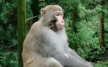美猴王跑路吃瓜视频,揭秘网络热传视频背后的真相