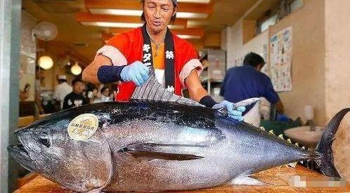 大瓜吃金枪鱼视频大全,趣味视频盛宴大盘点