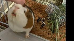 吃瓜小猪猪视频在线观看,趣味视频带你领略欢乐时光