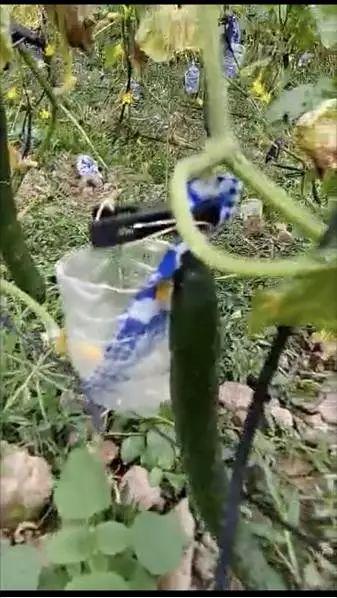 贵州花果园吃瓜现场视频,全民共享夏日清凉时光