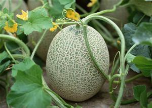 韩国大妈吃哈密瓜图片视频,甜蜜瞬间引发网友热议