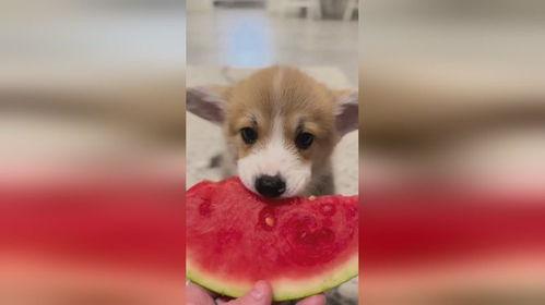 吃瓜吃的小狗视频大全,小狗视频大全趣味盘点