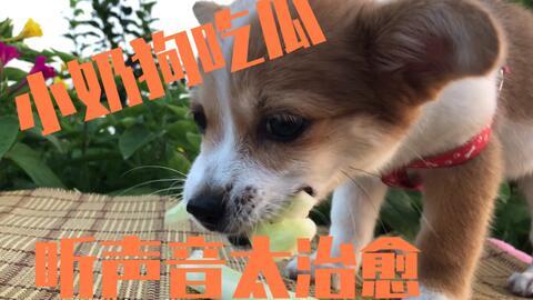 吃瓜吃的小狗视频大全,小狗视频大全趣味盘点