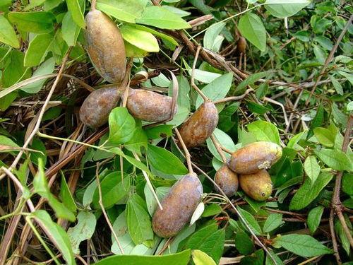 八月瓜该怎么吃视频,视频教你轻松享美食