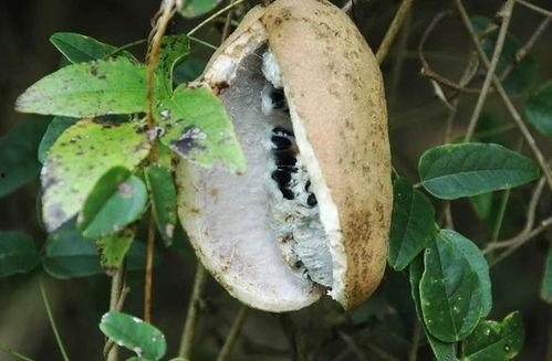 八月瓜该怎么吃视频,视频教你轻松享美食