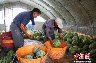 浙江杭州吃瓜事件视频,一场网络热议的街头冲突瞬间