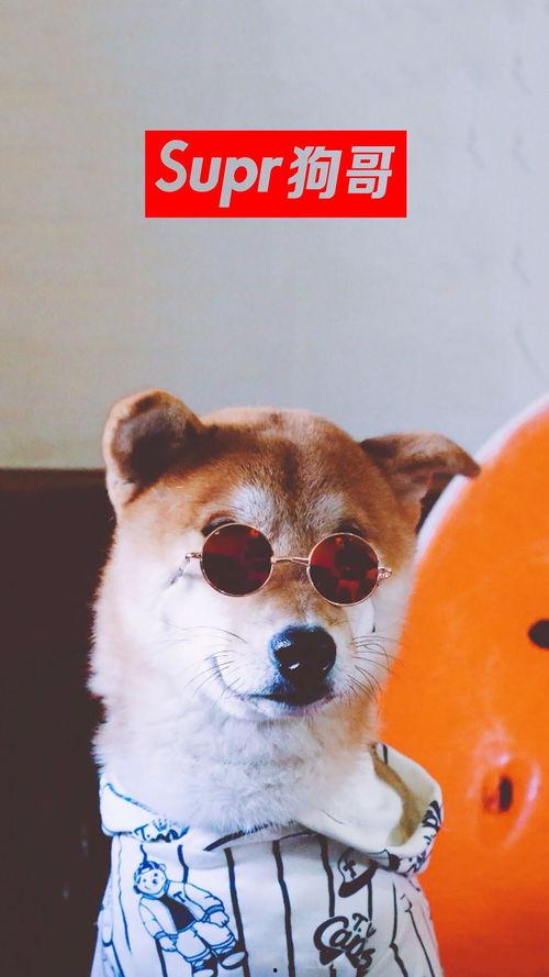 狗哥吃瓜视频大全在线观看,笑料横生，欢乐无限