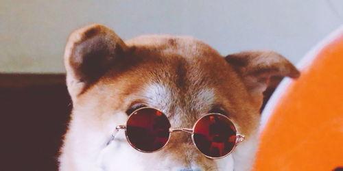 狗哥吃瓜视频大全在线观看,笑料横生，欢乐无限