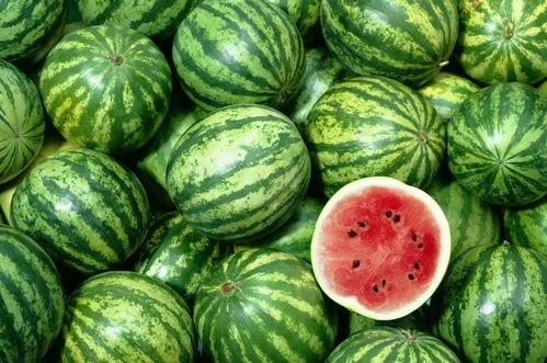 中国人吃九月瓜视频大全,视频大全带你领略传统美味