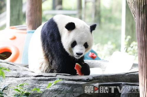 围观吃瓜大熊猫视频,萌态可掬引网友热议