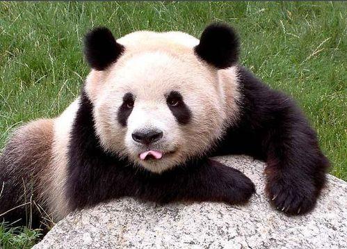 围观吃瓜大熊猫视频,萌态可掬引网友热议