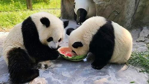 围观吃瓜大熊猫视频,萌态可掬引网友热议