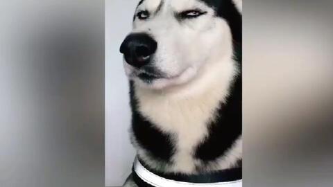 二哈吃瓜群众笑话视频大全,笑料横生的搞笑视频集锦