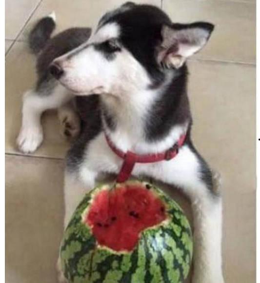 二哈吃瓜群众笑话视频大全,笑料横生的搞笑视频集锦