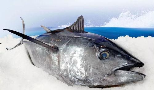 拿瓜当金枪鱼吃的视频,揭秘拿瓜当金枪鱼的真实滋味