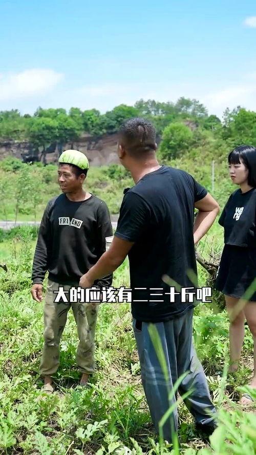 在田里摘瓜吃视频,体验摘瓜吃瓜的田园乐趣