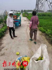 在田里摘瓜吃视频,体验摘瓜吃瓜的田园乐趣