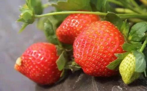 在田里摘瓜吃视频,体验摘瓜吃瓜的田园乐趣