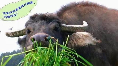 牛可以吃土瓜吗视频播放,探索牛儿的新美食之旅