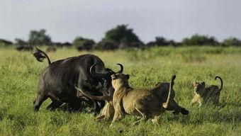 牛可以吃土瓜吗视频播放,探索牛儿的新美食之旅