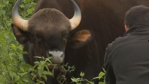 牛可以吃土瓜吗视频播放,探索牛儿的新美食之旅