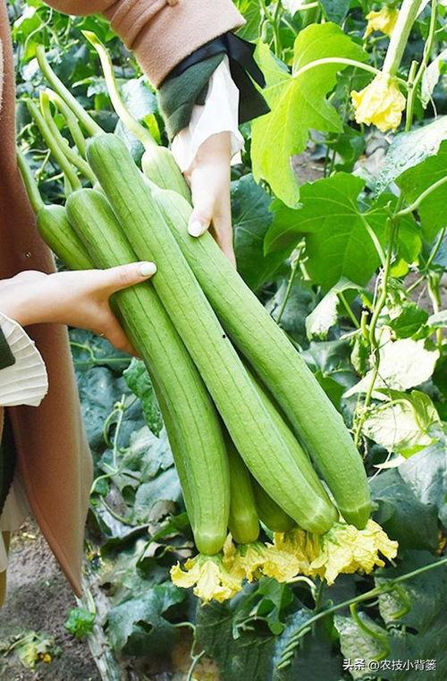 发吃瓜的视频叫什么,揭秘“吃瓜群众”背后的热门视频现象