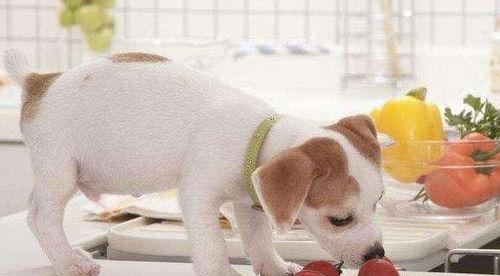 播放大狗狗吃瓜视频下载,萌态十足引网友热议